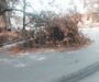 PICTURE: Days After, Fallen Tree on Tech Road, UI, Awaits Intervention