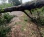 Fallen Trees Block Key Roads in School Area