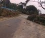 Felled Trees Block Road Near Queen Elizabeth II Hall